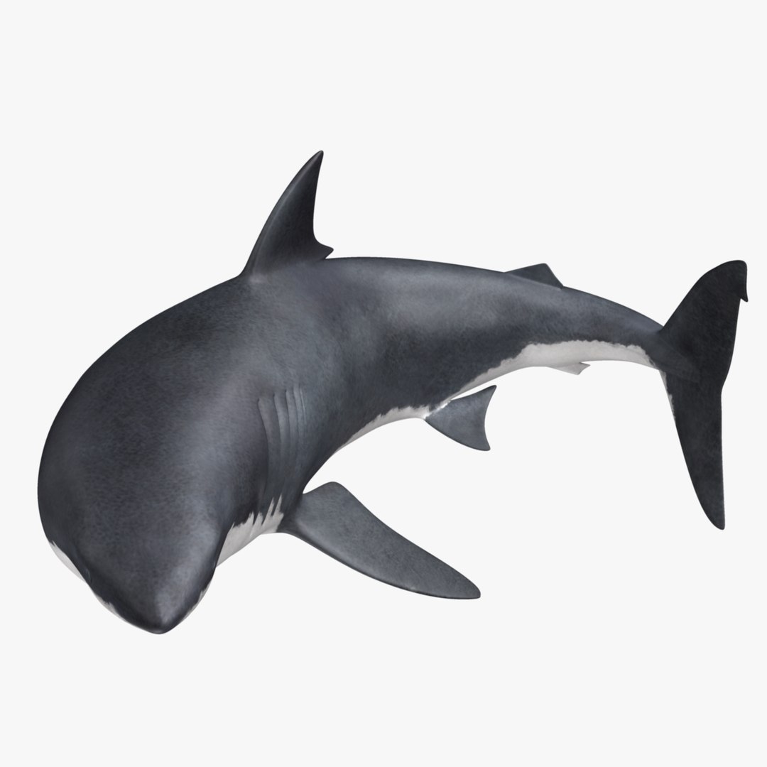 maya carcharodon carcharias great white https://p.turbosquid.com/ts-thumb/h3/tNb6W2/OHrSEj1M/r03/jpg/1416566806/1920x1080/fit_q87/6d51faa87bf9076299fc8d2de5acee0c0f956cb0/r03.jpg