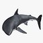 Carcharodon Carcharias 'Great White Shark'
