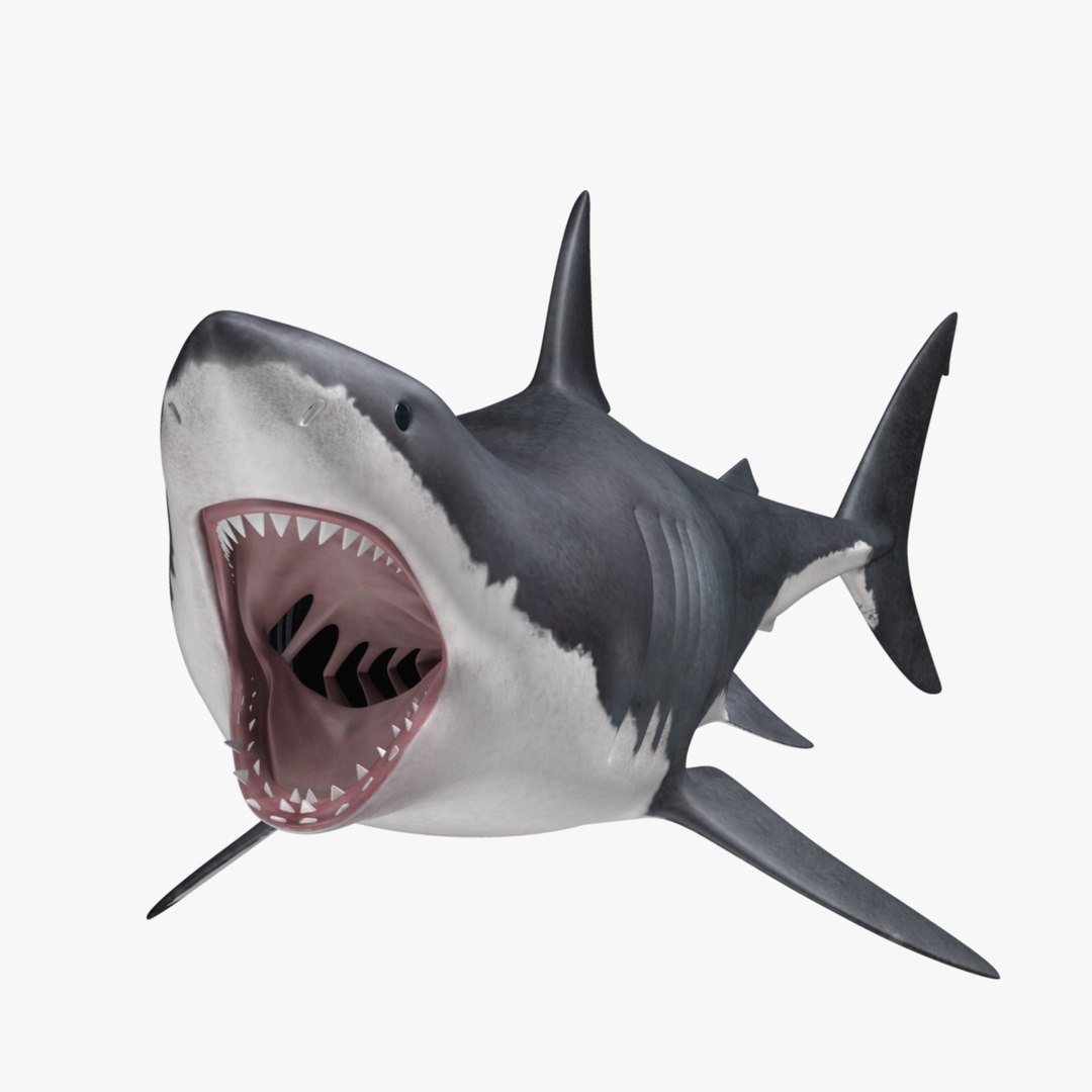 maya carcharodon carcharias great white https://p.turbosquid.com/ts-thumb/h3/tNb6W2/Q4XSV1et/r07/jpg/1416567206/1920x1080/fit_q87/9338bfddd4291494cfcbced28ffd86a1ad6cfb34/r07.jpg
