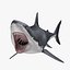 Carcharodon Carcharias 'Great White Shark'