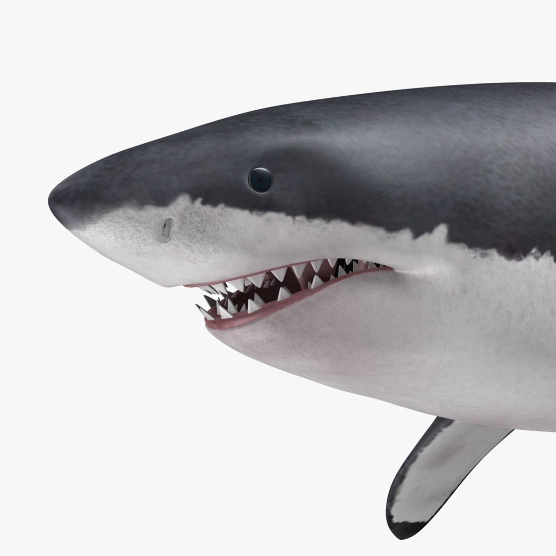 maya carcharodon carcharias great white https://p.turbosquid.com/ts-thumb/h3/tNb6W2/VCTwfaHc/r13/jpg/1416570577/1920x1080/fit_q87/f00a239381cb098ec0a82c10d7d15e5861872543/r13.jpg