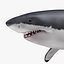 Carcharodon Carcharias 'Great White Shark'
