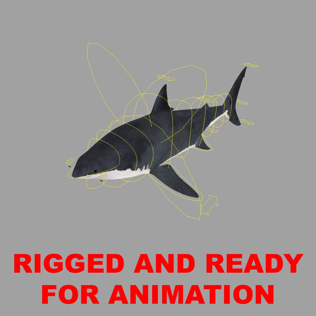 maya carcharodon carcharias great white https://p.turbosquid.com/ts-thumb/h3/tNb6W2/YyaE8kRW/rigged/jpg/1416569161/1920x1080/fit_q87/06c734a52065e35f56193a9b7bd00e79e5707a19/rigged.jpg