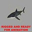 Carcharodon Carcharias 'Great White Shark'