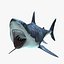 Carcharodon Carcharias 'Great White Shark'