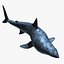 Carcharodon Carcharias 'Great White Shark'