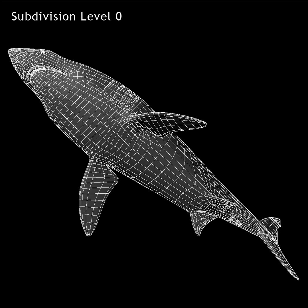 maya carcharodon carcharias great white https://p.turbosquid.com/ts-thumb/h3/tNb6W2/dx7SzZRe/ww01/jpg/1416569328/1920x1080/fit_q87/8dc0623804aaef082714363a726898b4991d7cb1/ww01.jpg
