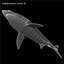 Carcharodon Carcharias 'Great White Shark'
