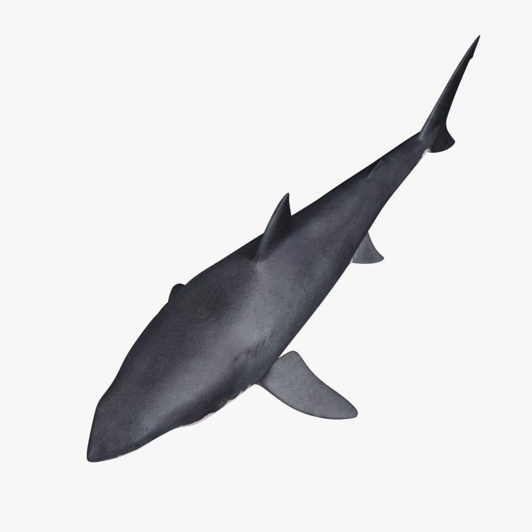 maya carcharodon carcharias great white https://p.turbosquid.com/ts-thumb/h3/tNb6W2/hLtq9b1g/r10/jpg/1416570317/1920x1080/fit_q87/ce608d85f0cbe123bda090a16dcb02148ee071aa/r10.jpg