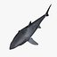 Carcharodon Carcharias 'Great White Shark'