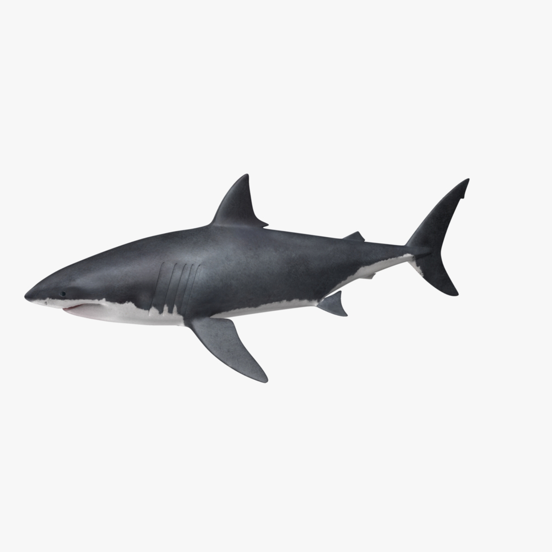 maya carcharodon carcharias great white https://p.turbosquid.com/ts-thumb/h3/tNb6W2/jUBC3obv/great_white_shark_rot3/jpg/1416569404/1920x1080/turn_fit_q99/05ed57e78bceca6a12dcf5a67f57f78d110c59a9/great_white_shark_rot3-1.jpg