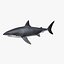 maya carcharodon carcharias great white