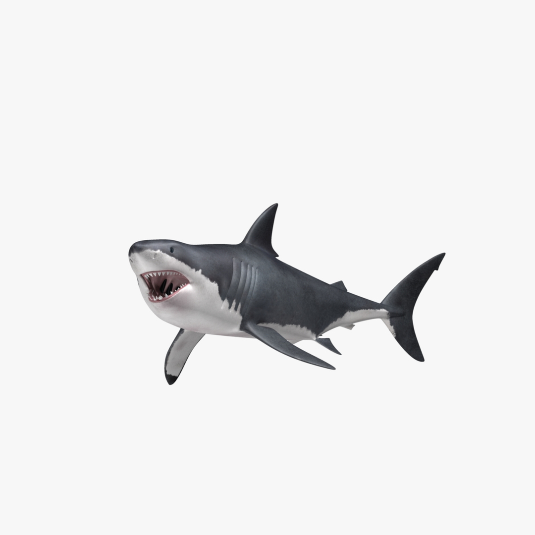 maya carcharodon carcharias great white https://p.turbosquid.com/ts-thumb/h3/tNb6W2/mkFdFMPC/great_white_shark_rot1/jpg/1416567492/1920x1080/turn_fit_q99/11e6b8347a1d4a59b57fd91a94fa62ab3a0b6949/great_white_shark_rot1-1.jpg