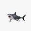 maya carcharodon carcharias great white