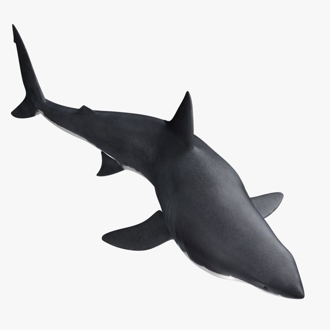 maya carcharodon carcharias great white https://p.turbosquid.com/ts-thumb/h3/tNb6W2/msUOc5CZ/r11/jpg/1416570317/1920x1080/fit_q87/ddbc139c8f1b5c2801aa491609599730c3b4e156/r11.jpg
