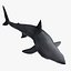 Carcharodon Carcharias 'Great White Shark'