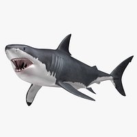 Carcharodon Carcharias 'Great White Shark'