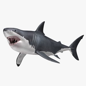 Carcharodon Carcharias 'Great White Shark'