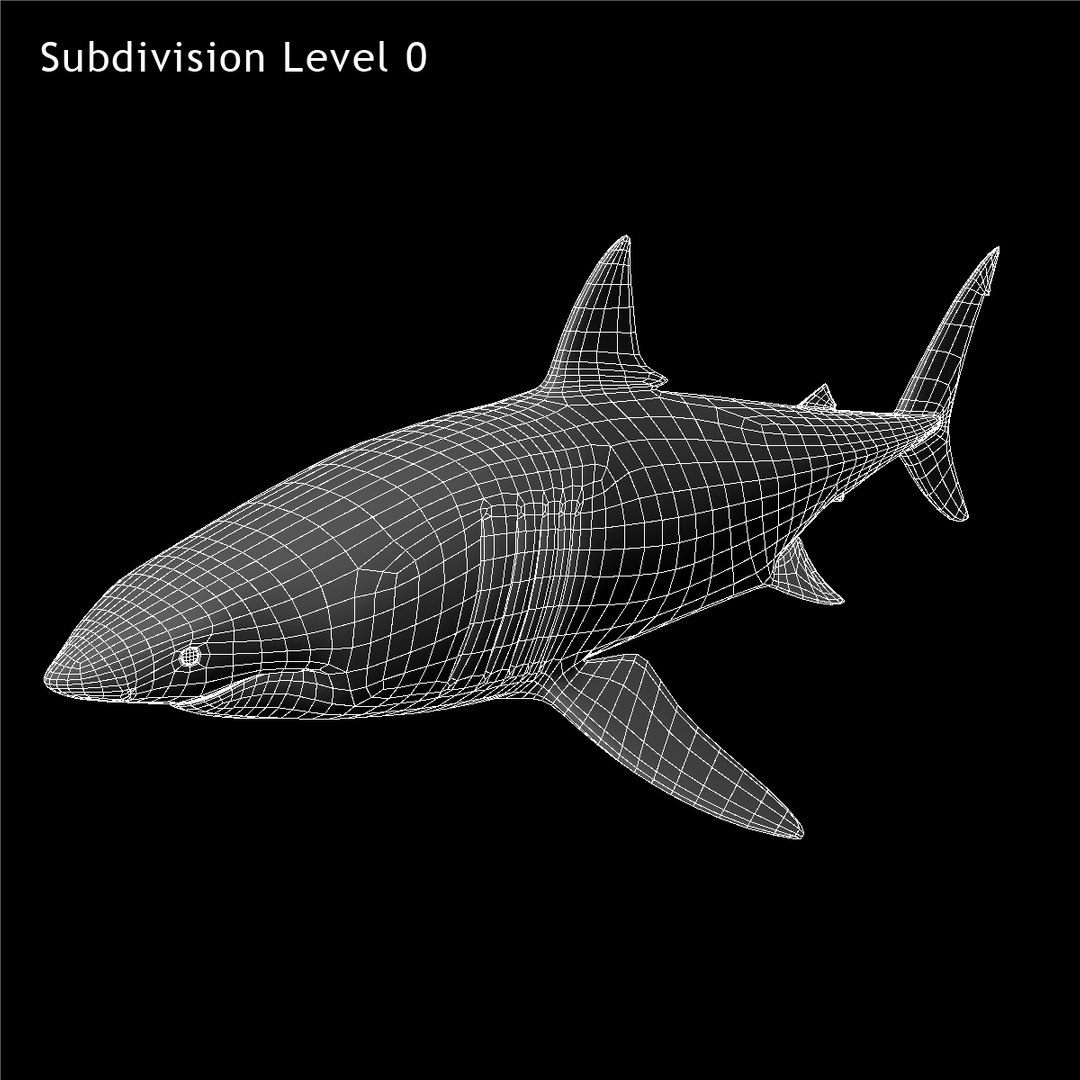 maya carcharodon carcharias great white https://p.turbosquid.com/ts-thumb/h3/tNb6W2/pkJ60rnk/ww03/jpg/1416569328/1920x1080/fit_q87/2ff349768508e1762f5846156862f11812170ca4/ww03.jpg