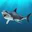 Carcharodon Carcharias 'Great White Shark'