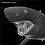Carcharodon Carcharias 'Great White Shark'