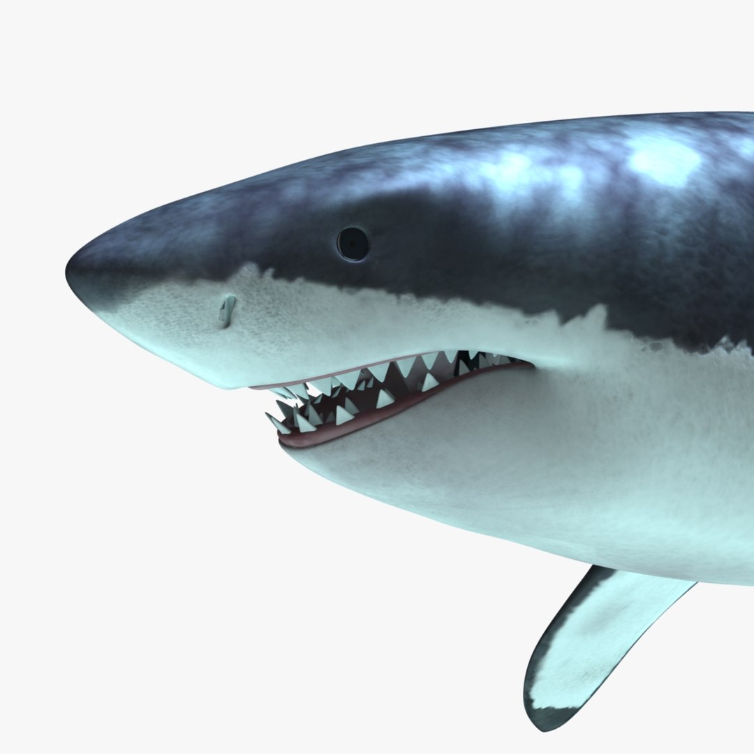 maya carcharodon carcharias great white https://p.turbosquid.com/ts-thumb/h3/tNb6W2/wq6lp8rz/r14/jpg/1416570577/1920x1080/fit_q87/89ec1829e5309778a5f8b9687e16a25ecd6a6bc8/r14.jpg