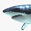 Carcharodon Carcharias 'Great White Shark'