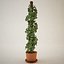 Plant for architectural interiors type B