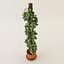 Plant for architectural interiors type B