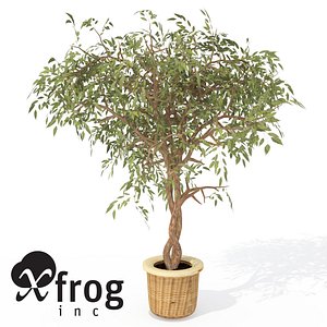 XfrogPlants Benjamin Ficus