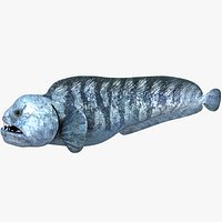 Atlantic Wolffish