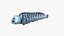 Atlantic Wolffish