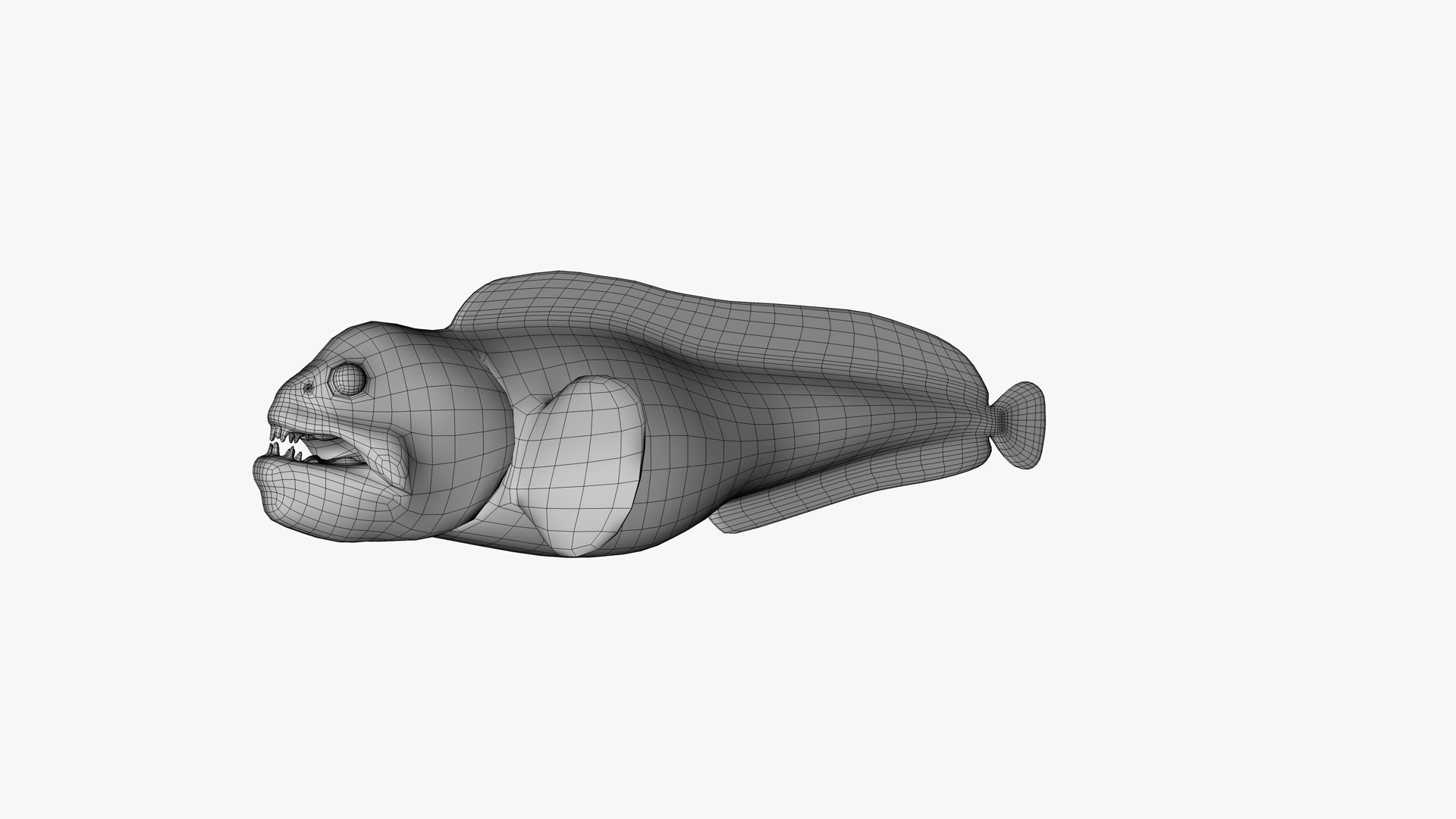 atlantic wolffish anarhichas lupus 3D model https://p.turbosquid.com/ts-thumb/h4/4e92Px/gl/atlantic_wolffish_anarhichas_lupus_wolf_eel_devil_fish_atlantic_ocean_catfish_3d_model_by_andreas_piel_wireframe_01/png/1740065933/1920x1080/fit_q87/4fae43f7ca3ec43c8a93e8d1485e6adda1de831d/atlantic_wolffish_anarhichas_lupus_wolf_eel_devil_fish_atlantic_ocean_catfish_3d_model_by_andreas_piel_wireframe_01.jpg