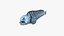 Atlantic Wolffish
