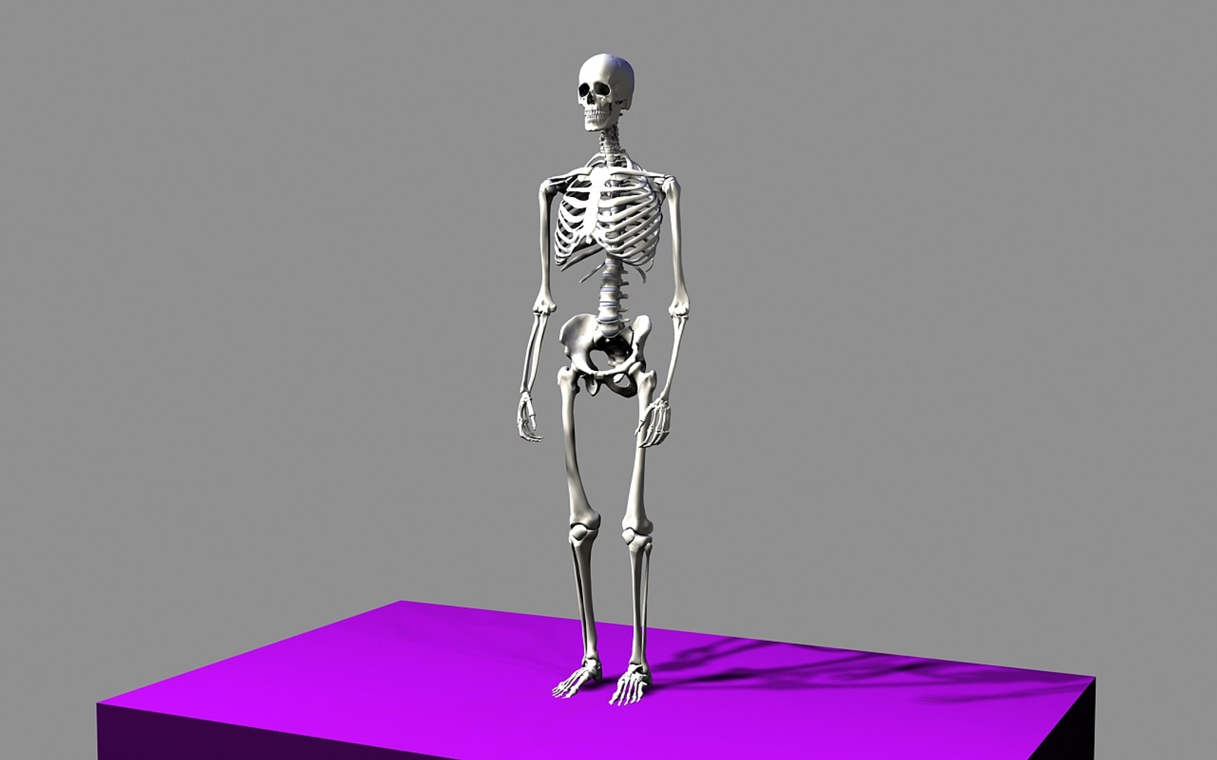 max skeleton - human male