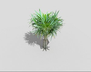 tropical tree 3d model
