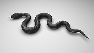 Snake
