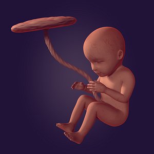 3D Fetus model