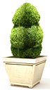 3d model plant 29