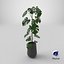 Monstera Deliciosa Pflanze