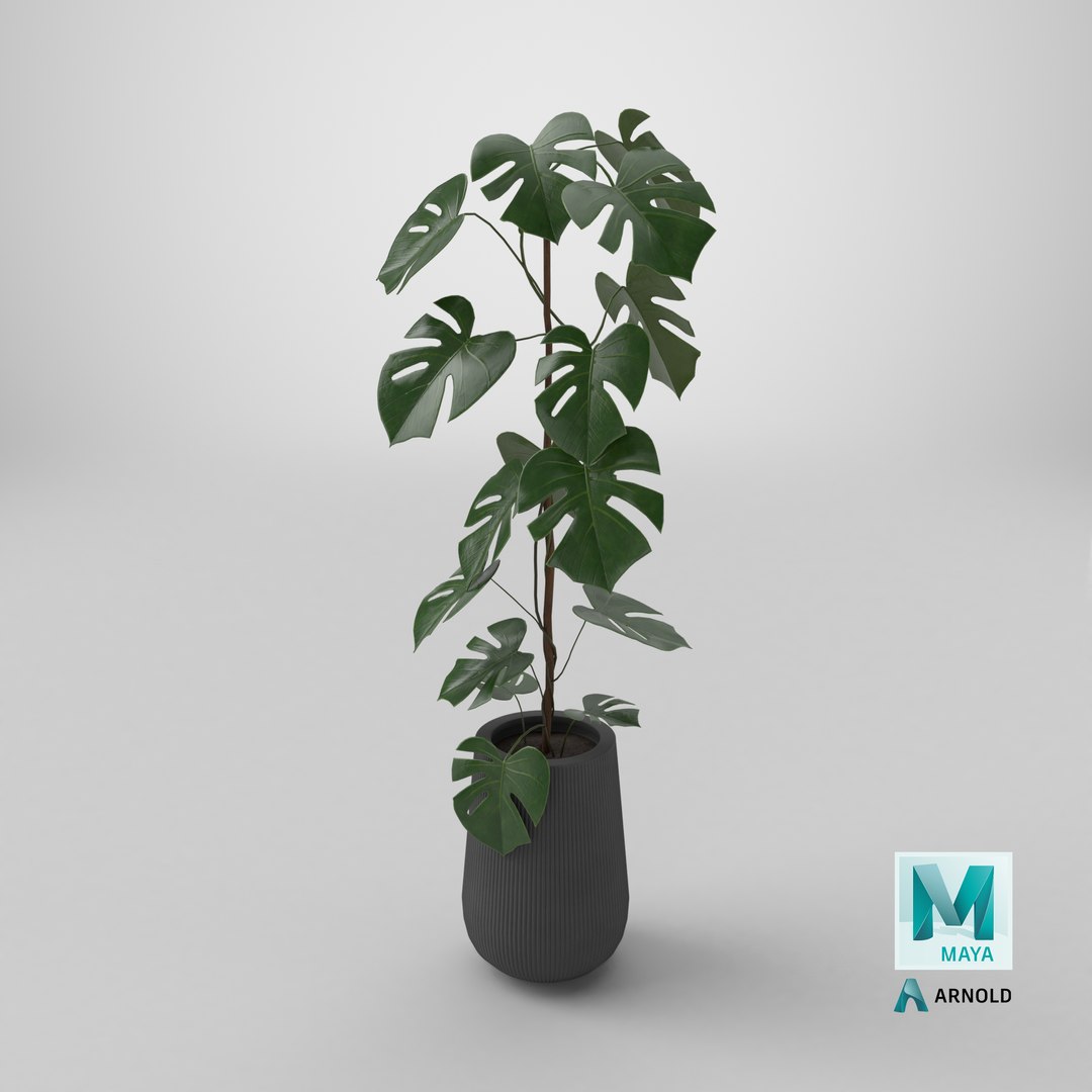 3D model Monstera Deliciosa Plant https://p.turbosquid.com/ts-thumb/h4/QclPLU/JY/stemcell_maya_arnold_render/png/1764952440/1920x1080/fit_q87/c8e4e243fd0b730de085d767bb3070ac2a23eccc/stemcell_maya_arnold_render.jpg