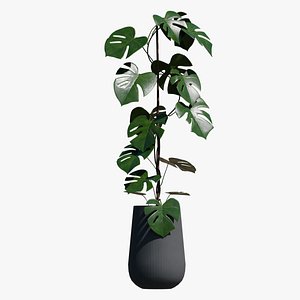 Monstera Deliciosa Plant