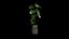 Monstera Deliciosa Pflanze