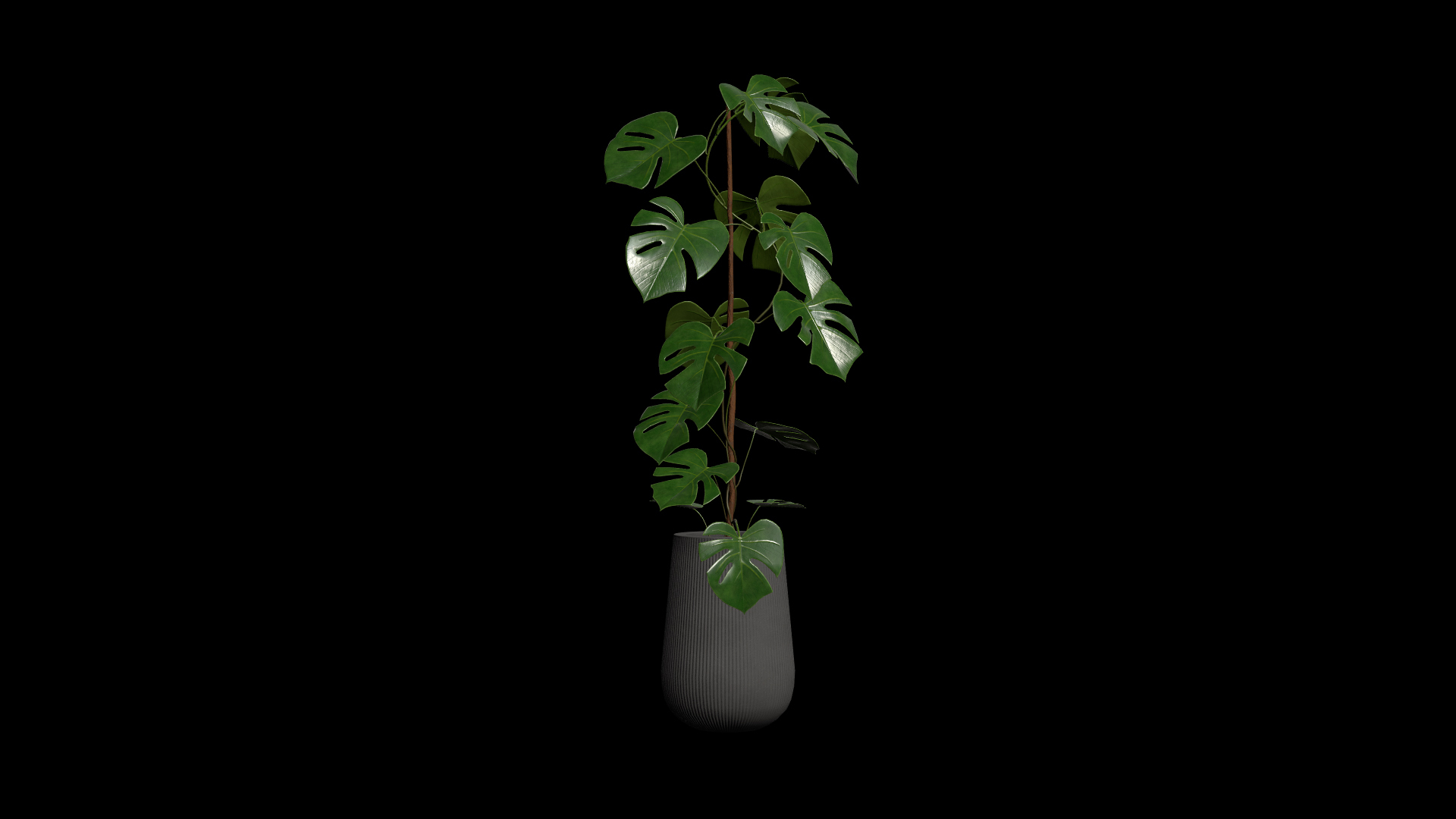 3D model Monstera Deliciosa Plant https://p.turbosquid.com/ts-thumb/h4/QclPLU/VC/plant/jpg/1764776842/1920x1080/turn_fit_q99/80fc581301257bf0635362ea869c1f88c4b825f5/plant-1.jpg