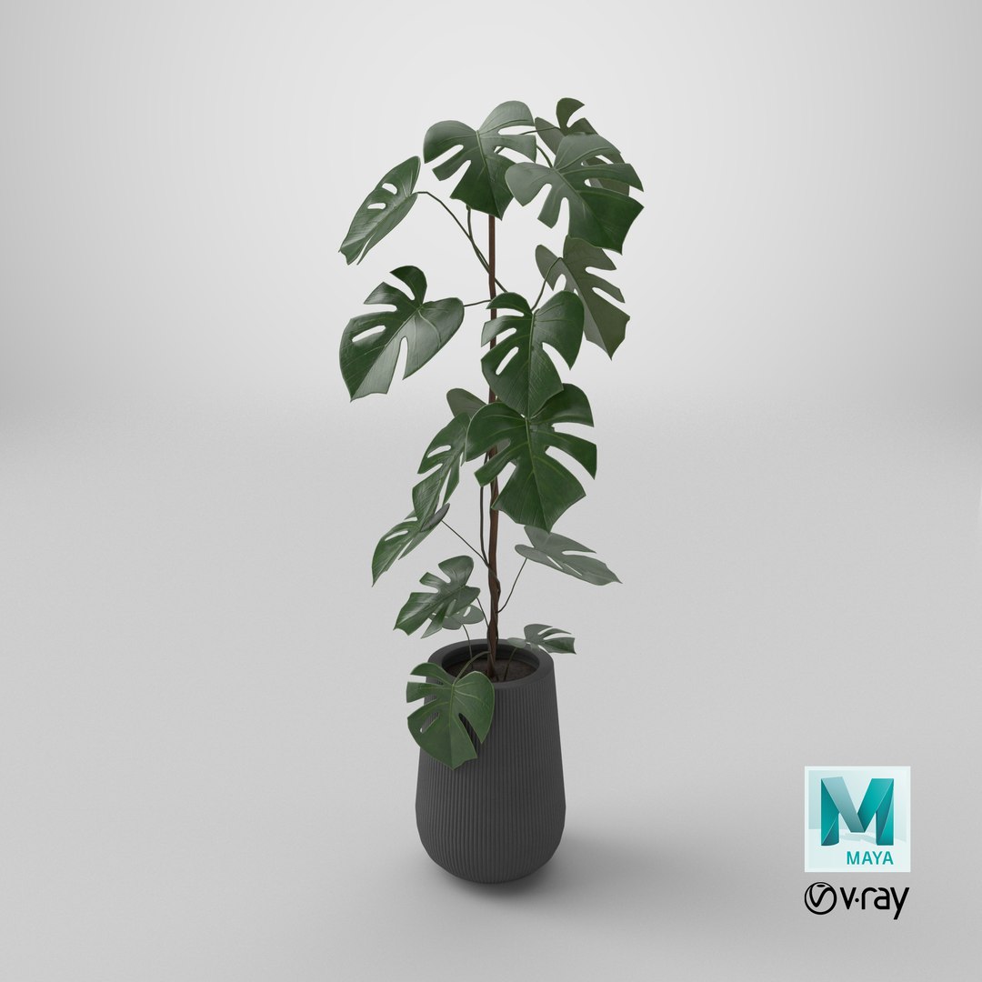 3D model Monstera Deliciosa Plant https://p.turbosquid.com/ts-thumb/h4/QclPLU/aQ/stemcell_maya_vray_render/png/1764952441/1920x1080/fit_q87/fe66e1a9d94d32ef4c145d805040cf13d1266c61/stemcell_maya_vray_render.jpg