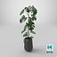 Monstera Deliciosa Pflanze