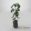 Monstera Deliciosa Pflanze