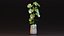 Monstera Deliciosa Pflanze