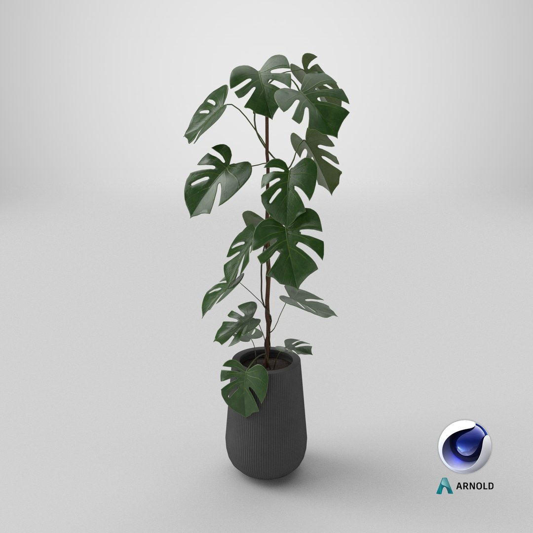 3D model Monstera Deliciosa Plant https://p.turbosquid.com/ts-thumb/h4/QclPLU/qz/stemcell_cinema_4d_arnold_render/png/1764952443/1920x1080/fit_q87/f29c54baf376694d0a6cf543faa7659b2110a22b/stemcell_cinema_4d_arnold_render.jpg