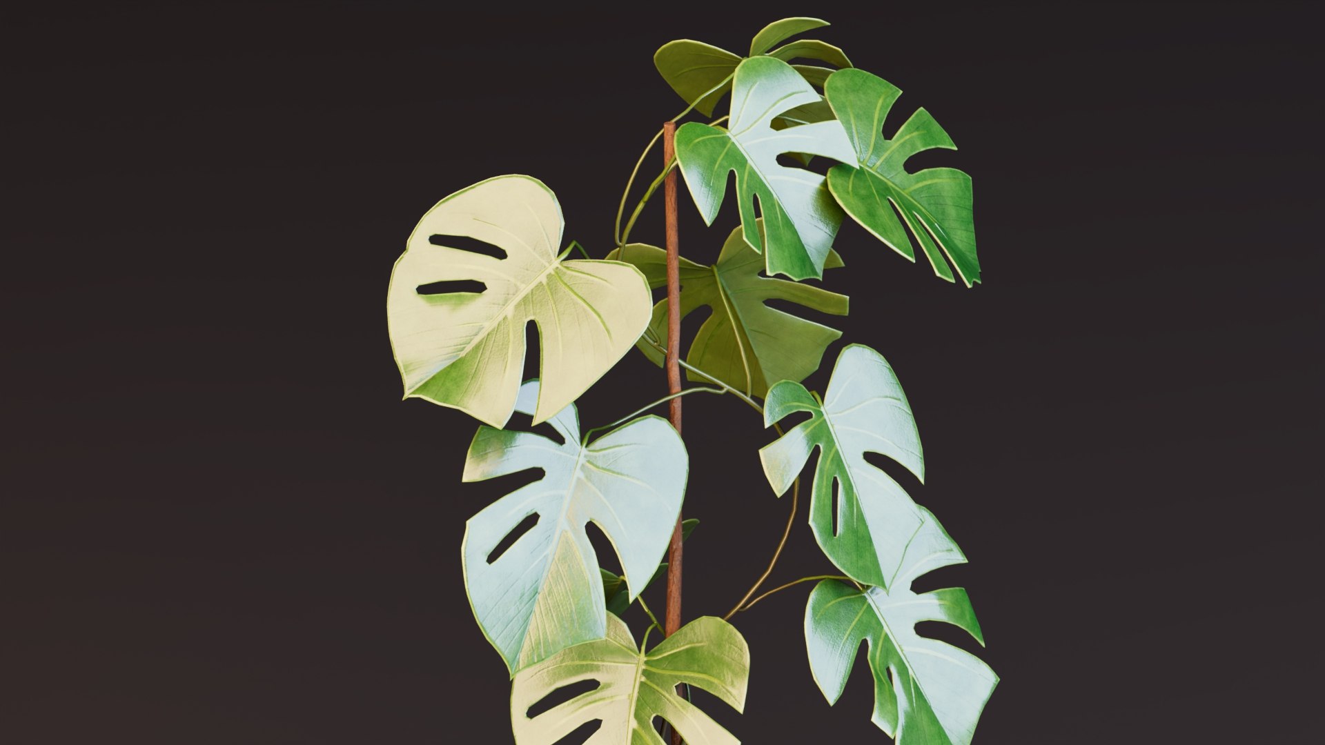 3D model Monstera Deliciosa Plant https://p.turbosquid.com/ts-thumb/h4/QclPLU/sb/plant5/jpg/1764776834/1920x1080/fit_q87/c76bbb40af0204a5d74c6014aa18f6068aef1d1c/plant5.jpg